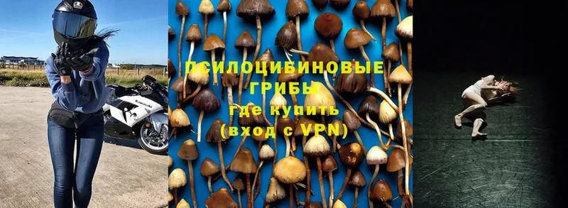 Галлюциногенные грибы Cubensis  Наволоки 